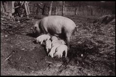 schweine_1_g